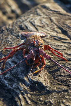 lobster on the rocks