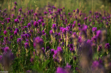 lavender field in provence
