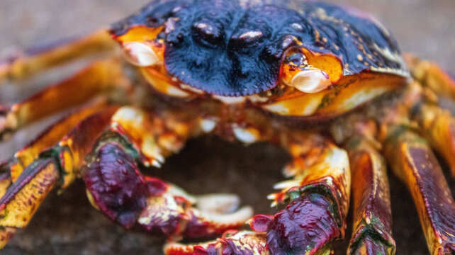close up of crab sitting on rocks near the ocean located at a local fishing location in the South Coast of South Africa