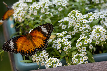 An orange butterfly on a white flower. Danaus plexippus.