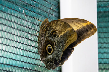 A brown butterfly in the park. Caligo Atreus.