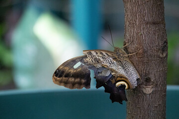 A brown butterfly in the park. Caligo Atreus.