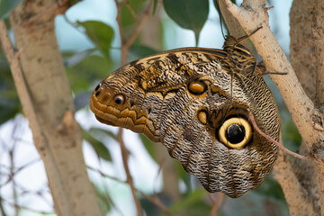 A brown butterfly in the park. Caligo Atreus.