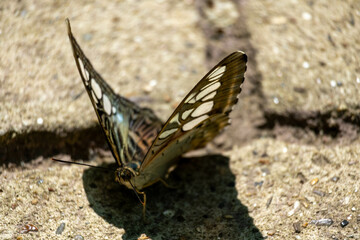 A black and white butterfly in the park. Papilio demoleus.