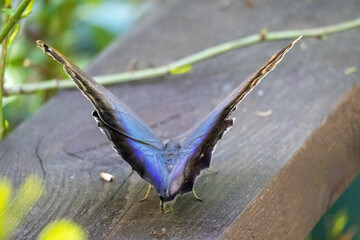 A black and blue butterfly in the wild. Morpho peleides
