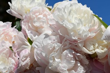 Blooming peonies under blue sky