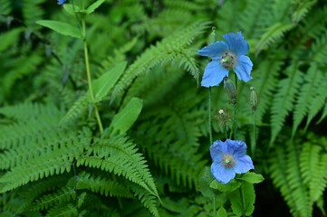 Vibrant blue poppy amidst lush green ferns.