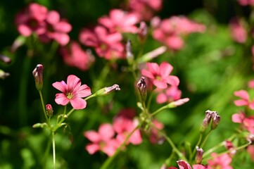 Vibrant pink flowers in a lush garden.