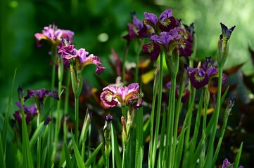 Naklejka premium Purple Irises in bloom