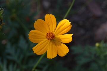 Bright Yellow Cosmos Flower Blossom In Natural Daylight Setting