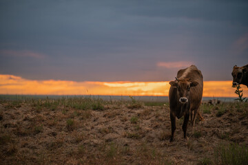 A herd of young brown cows grazing on grassy mounds in Dobrogea at dusk, with a dramatic red-orange sunset breaking through the cloudy sky – a pastoral scene of rural Eastern Europe