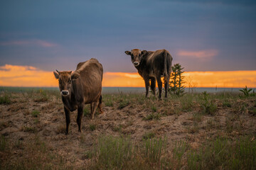 A herd of young brown cows grazing on grassy mounds in Dobrogea at dusk, with a dramatic red-orange sunset breaking through the cloudy sky – a pastoral scene of rural Eastern Europe