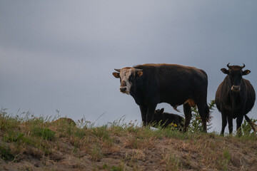 A herd of young brown cows grazing on grassy mounds in Dobrogea at dusk, with a dramatic red-orange sunset breaking through the cloudy sky – a pastoral scene of rural Eastern Europe