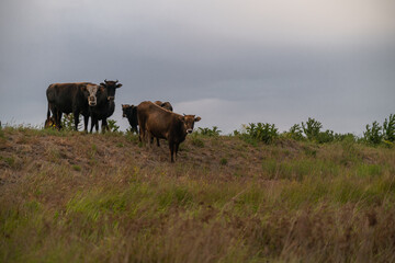 A herd of young brown cows grazing on grassy mounds in Dobrogea at dusk, with a dramatic red-orange sunset breaking through the cloudy sky – a pastoral scene of rural Eastern Europe