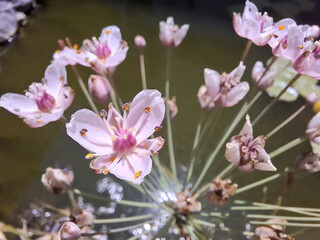 Fiore