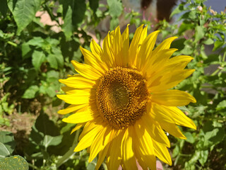 Obraz premium Girasole