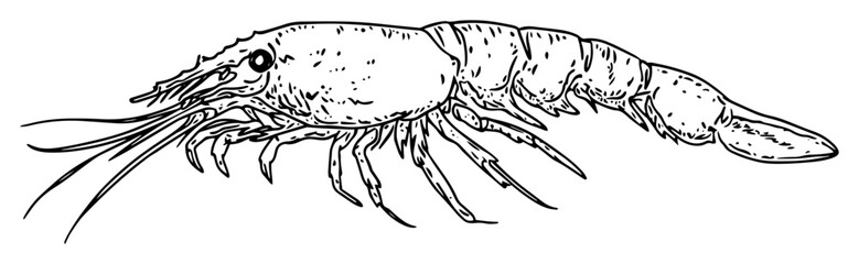 hand drawn shrimp prawn vector illustration