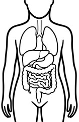 illustration of a human body with organs, female, woman, vector