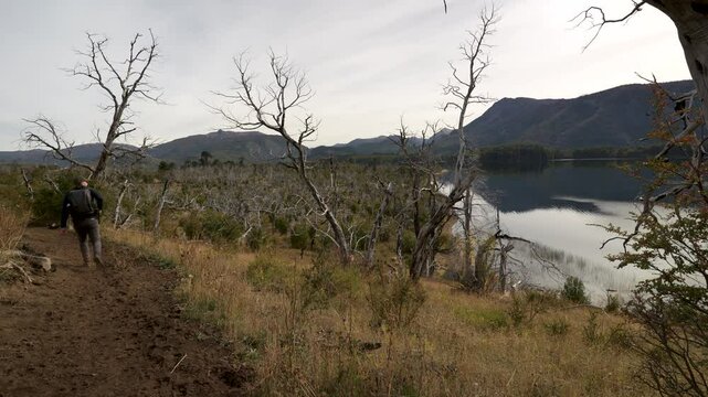 Man exploring natural trail by tranquil waters of lake and forested hills. Huella Andina trail, Lanin National Park, Neuquen, Argentina