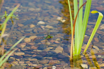 Close-up of Grosse Koenigslibelle, emperor dragonfly, Anax imperator, showing detailed body and...