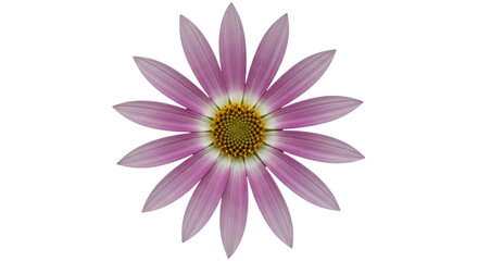 Isolated Pink Daisy Flower