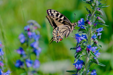 Swallowtail butterfly (Papilio machaon) feeding on a blue flower in close-up. Macro image of the...