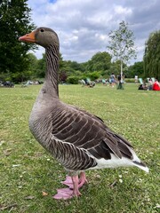 Duck (or Goose) in a London Park on the green grass