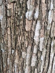 Close-Up of Textured Tree Bark with Natural Earth Tones and Patterns