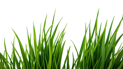 Photo of green lawn tall brass blades isolated on transparent background