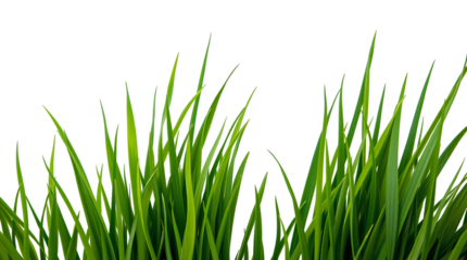 Photo of green lawn tall brass blades isolated on transparent background