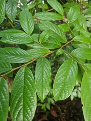 Fototapeta premium Lush Green Leaves with Rich Texture in Natural Outdoor Setting