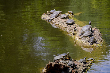 Turtles on a log in the middle of the pond. Red-eared turtle. Swamp turtle.
