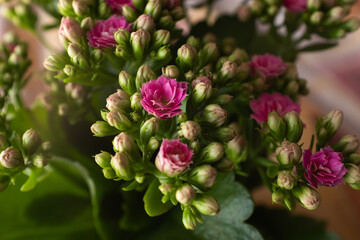 Pink Kalanchoe Blossfeldiana Flowers in Bloom with Buds – Close-Up of Succulent Houseplant with Green Leaves and Clusters of Rose-Like Blossoms Indoors in Natural Light