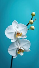 Fototapeta premium Delicate white orchid blossom, vibrant blue backdrop, exotic, nature, stock