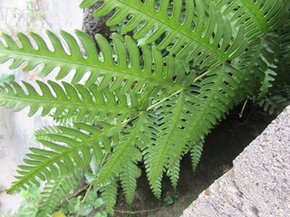 green fern leaves