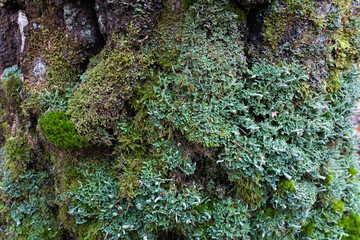 Close-Up of Green Moss and Lichen on Tree Bark – High-Resolution Nature Texture with Diverse...