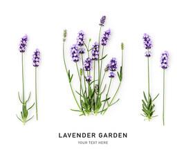 Lavender plants in a row photography isolated on white background