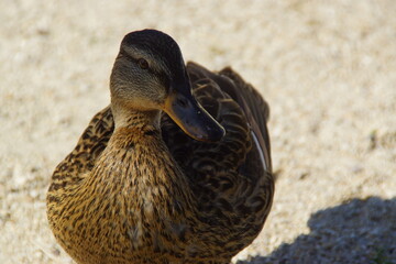 A peaceful duck glides across the water, its feathers shimmering in the natural light. The...