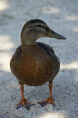 Fototapeta premium A peaceful duck glides across the water, its feathers shimmering in the natural light. The reflection on the still surface adds a poetic touch to this tranquil scene.