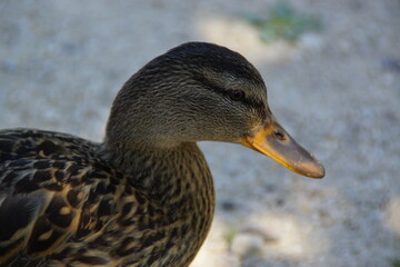 A peaceful duck glides across the water, its feathers shimmering in the natural light. The...