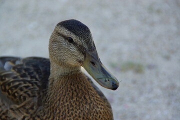 A peaceful duck glides across the water, its feathers shimmering in the natural light. The...