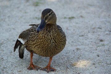 A peaceful duck glides across the water, its feathers shimmering in the natural light. The reflection on the still surface adds a poetic touch to this tranquil scene.

