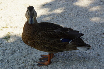 A peaceful duck glides across the water, its feathers shimmering in the natural light. The reflection on the still surface adds a poetic touch to this tranquil scene.

