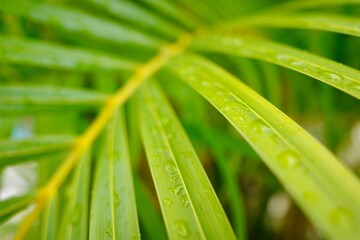 A close-up photograph of a fresh green palm leaf covered in water droplets, showcasing the natural...