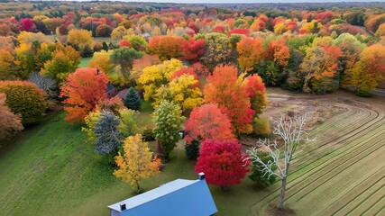 Vibrant autumn aerial: colorful forest canopy revealing hidden countryside patterns - Powered by Adobe