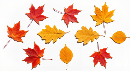  Set of colorful autumn leaves on white background for seasonal clipart, scrapbooking and nature illustrations