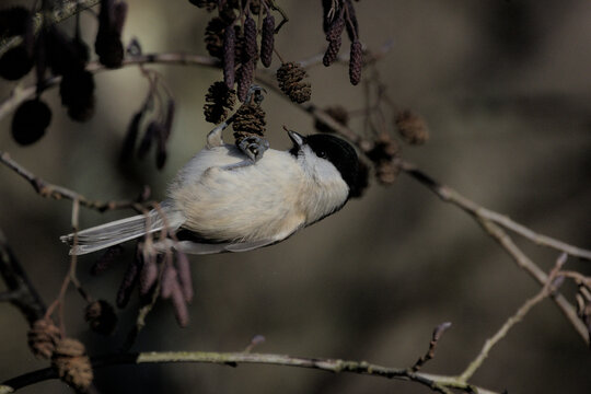 M&eacute;sange nonnette (Poecile palustris)