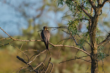 A Eurasian Hobby (Falco subbuteo) perched calmly on a shrub branch, bathed in warm golden light at sunset – a rare moment of stillness captured in the wild.