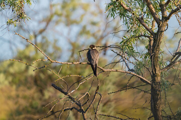 A Eurasian Hobby (Falco subbuteo) perched calmly on a shrub branch, bathed in warm golden light at sunset – a rare moment of stillness captured in the wild.