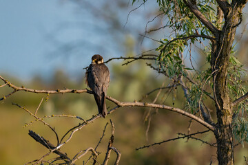 A Eurasian Hobby (Falco subbuteo) perched calmly on a shrub branch, bathed in warm golden light at sunset – a rare moment of stillness captured in the wild.